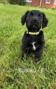 Sodoku -  Terrier Dog for Adoption in Hillside, Illinois - Sodoku | PetCurious