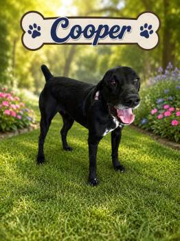 Cooper -  German Shorthaired Pointer Dog for Adoption in Darien, Georgia - Cooper | PetCurious