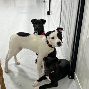 Pit Bull Terrier and Mixed Breed Dogs Available for Adoption in Alma, Wisconsin - Ripley | PetCurious