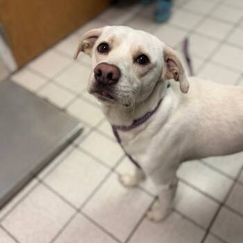 Sour Cream & Onion -  Mixed Breed Dog for Adoption in Charleston, West Virginia - Sour Cream & Onion | PetCurious