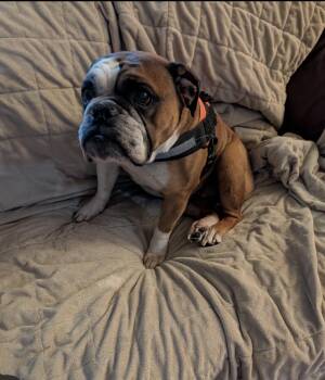 Margaret -  Bulldog Dog for Adoption in Bonneau, South Carolina - Margaret | PetCurious