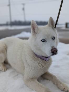 Husky Dogs Available for Adoption - Sapphire | PetCurious