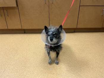 BIOR -  Terrier Dog for Adoption in Martinez, California - BIOR | PetCurious