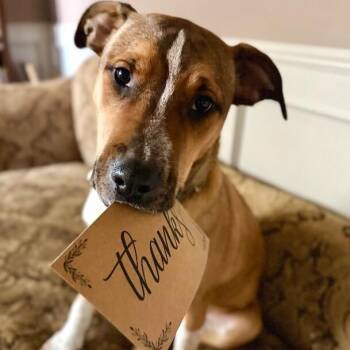 American Staffordshire Terrier and Pit Bull Terrier Dogs Available for Adoption - Bam Bam Lovable Lug | PetCurious