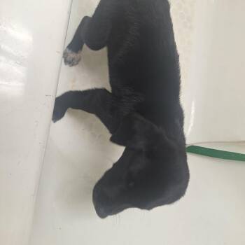 Black Labrador Retriever Dogs Available for Adoption in Madill, Oklahoma - Romeo | PetCurious