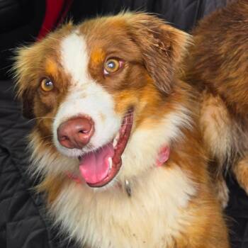 Australian Shepherd Dogs Available for Adoption in Jefferson City, Tennessee - Bindi | PetCurious