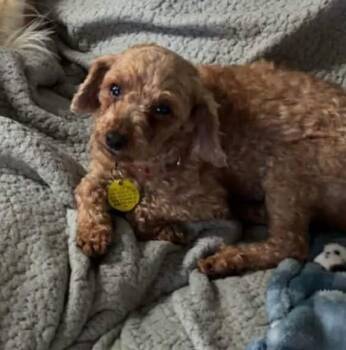 Miniature Poodle and Poodle Dogs Available for Adoption in North Olmsted, Ohio - Mira | PetCurious