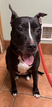Pit Bull Terrier Dogs Available for Adoption in Elkins, West Virginia - Abbie | PetCurious