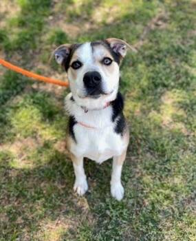 Mixed Breed Dogs Available for Adoption in Douglas, Massachusetts - Champ  | PetCurious