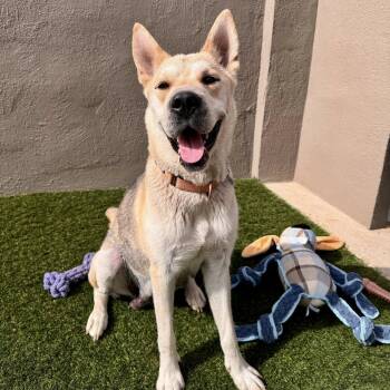 Husky Dogs Available for Adoption - Simile | PetCurious