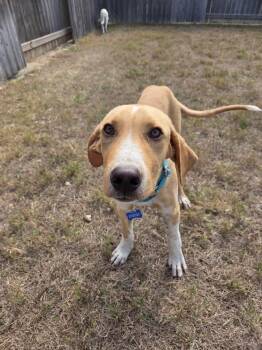 Ian -  Labrador Retriever and Great Pyrenees Dog for Adoption in Southlake, Texas - Ian | PetCurious