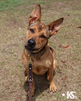 Carolina Dog and Mountain Cur Dogs Available for Adoption - Puma | PetCurious