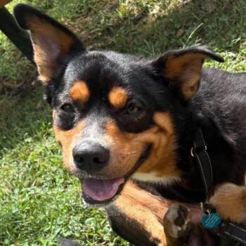 Bernie -  Shepherd and Mixed Breed Dog for Adoption in Lenexa, Kansas - Bernie | PetCurious