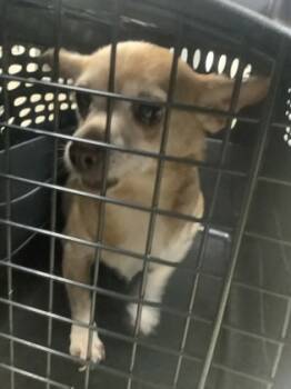 Rescue Chihuahua and Mixed Breed Dogs for Adoption in Fort Worth, Texas - 59199186 | PetCurious