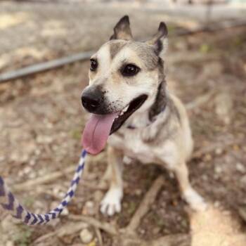 Talladega -  Shepherd and Terrier Dog for Adoption in Carencro, Louisiana - Talladega | PetCurious