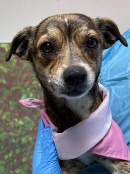 Chihuahua and Mixed Breed Dogs Available for Adoption - Tyrion | PetCurious