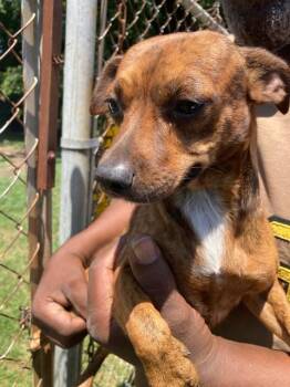 Mixed Breed Dogs Available for Adoption in Dallas, Texas - PIPSQUEAK | PetCurious