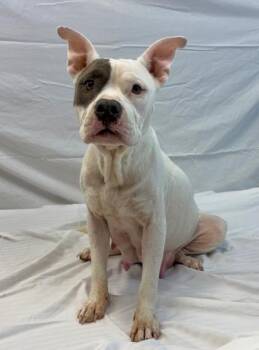 Cheer Bear -  Pit Bull Terrier and Mixed Breed Dog for Adoption in Morton Grove, Illinois - Cheer Bear | PetCurious