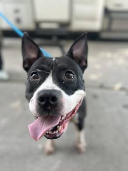 Rescue Pit Bull Terrier Dogs for Adoption in Newark, New Jersey - Bean | PetCurious