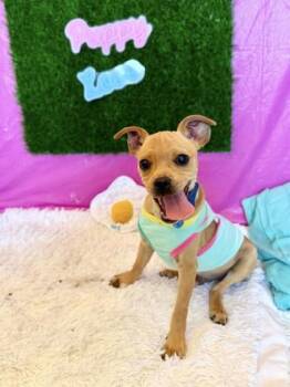 Nitro -  Chihuahua and Mixed Breed Dog for Adoption in Visalia, California - Nitro | PetCurious
