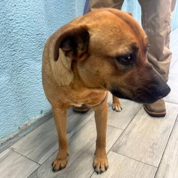 Black Mouth Cur Dogs Available for Adoption - Mystique | PetCurious