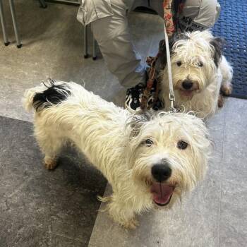 Mixed Breed Dogs Available for Adoption in Philadelphia, Pennsylvania - Polo | PetCurious