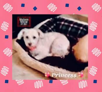 Rescue Maltipoo Dogs for Adoption in Oklahoma City, Oklahoma - Princess | PetCurious