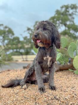 Piper -  Terrier Dog for Adoption in Helotes, Texas - Piper | PetCurious