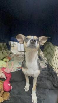 Liberty -  Chihuahua and Rat Terrier Dog for Adoption in Collierville, Tennessee - Liberty | PetCurious