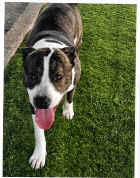 Omega -  Pit Bull Terrier Dog for Adoption in Trenton, New Jersey - Omega | PetCurious