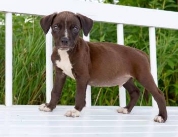State Fair Litter - 4H -  Pit Bull Terrier and Mixed Breed Dog for Adoption in Savage, Minnesota - State Fair Litter - 4H | PetCurious