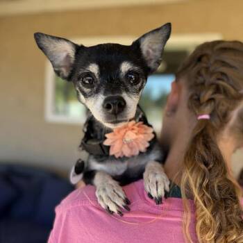Chihuahua Dogs Available for Adoption - Periwinkle | PetCurious
