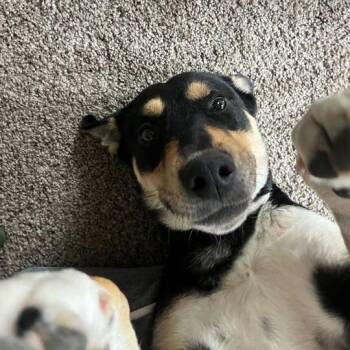 Rescue Doberman Pinscher and Black Labrador Retriever Dogs for Adoption in San Rafael, California - Murphy | PetCurious