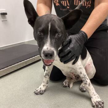 Rescue Mixed Breed Dogs for Adoption in Abilene, Texas - Taz | PetCurious