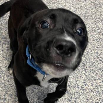 Queenie -  Labrador Retriever Dog for Adoption in Golden, Colorado - Queenie | PetCurious