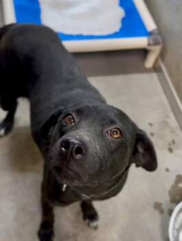 Rescue Black Labrador Retriever Dogs for Adoption in Lemont, Illinois - Maze | PetCurious