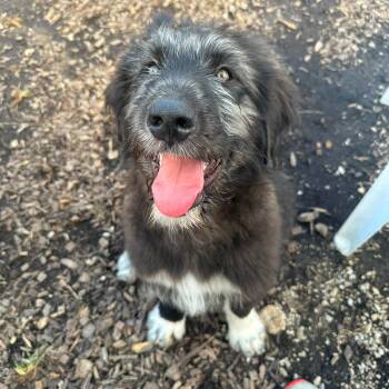 Mikey -  Great Pyrenees and Shepherd Dog for Adoption in Pacific, Missouri - Mikey | PetCurious