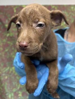 Scorpion -  Shepherd and Mixed Breed Dog for Adoption in San Antonio, Texas - Scorpion | PetCurious