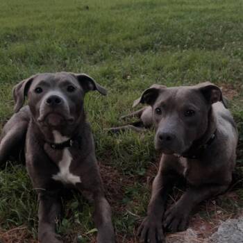Tater & Tot* -  Pit Bull Terrier Dog for Adoption in Waynesville, North Carolina - Tater & Tot* | PetCurious