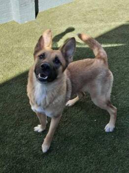 Aspen -  Mixed Breed Dog for Adoption in Lafayette, Indiana - Aspen | PetCurious