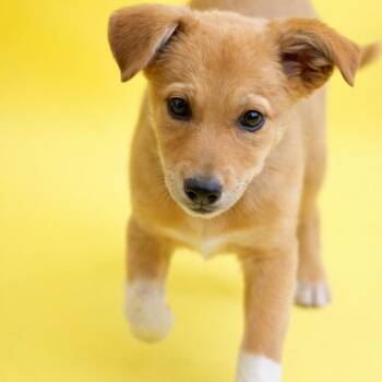 Mixed Breed and Shepherd Dogs Available for Adoption - Jovie | PetCurious