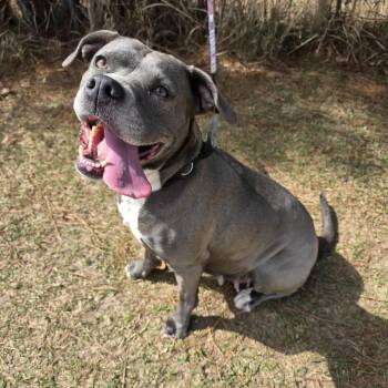 American Bulldog and Pit Bull Terrier Dogs Available for Adoption in Foley, Alabama - Winnie | PetCurious