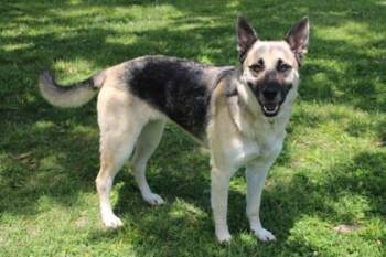 German Shepherd Dog and Mixed Breed Dogs Available for Adoption in Kansas City, Missouri - Luna | PetCurious