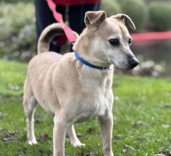 Jack Russell Terrier Dogs Available for Adoption - Scotch | PetCurious
