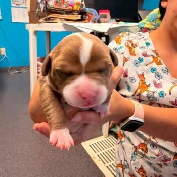 Isabella -  Mixed Breed Dog for Adoption in Edwardsville, Illinois - Isabella | PetCurious