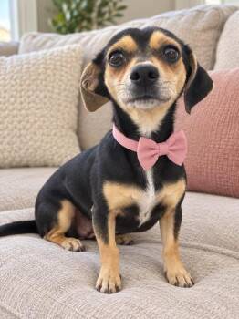 Zinnia -  Chiweenie Dog for Adoption in Crosby, Texas - Zinnia | PetCurious