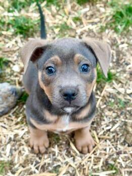 Pit Bull Terrier and Mixed Breed Dogs Available for Adoption in Malvern, Pennsylvania - ZuZu | PetCurious