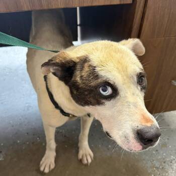 Comet -  Australian Shepherd Dog for Adoption in Lewisburg, Tennessee - Comet | PetCurious