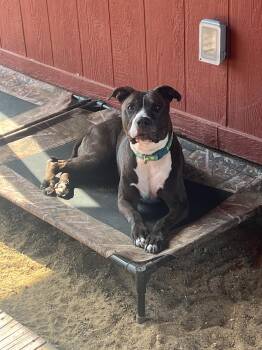 Darma -  Pit Bull Terrier Dog for Adoption in Sheridan, Wyoming - Darma | PetCurious