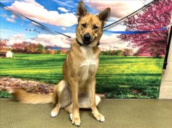 Rescue Shepherd Dogs for Adoption in San Marcos, California - URGENT! SAVE ME PLEASE! JUICE -ID#A540186 | PetCurious